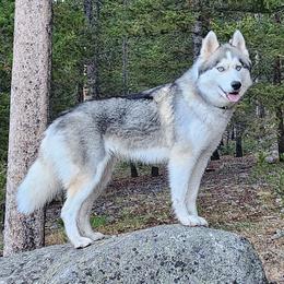 Siberian Huskies from Kim's Huskies