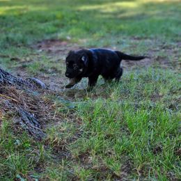 German Shepherd Puppies from Fern Hill Kennel