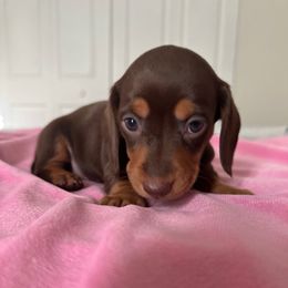 Sasha - Chocolate and tan female Dachshund puppy in Homestead, Florida from Doggie Dream House