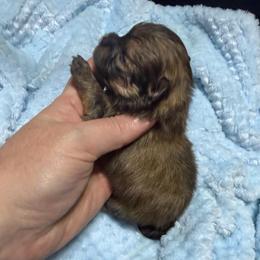 Toby - Orange sable male Pomeranian puppy in Waterloo, Indiana from Garcias Pomeranian