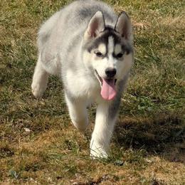 Siberian Husky puppies from Sovereign Siberians