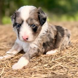 Teal collar toy - Red merle female Aussiedoodle puppy in 32046, Florida from River Hill Ranch