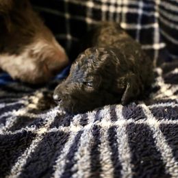 Clarence - Silver male Poodle puppy in Meadowbrook, California from Standard Poodle Pups