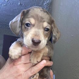 Otis the dapple - Dapple male Dachshund puppy in El Cajon, California from Lisa Buxton