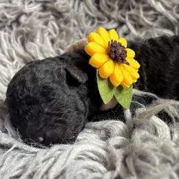 Penelope - Black female Poodle puppy in Tampa, Florida from Designer Puppy Boutique