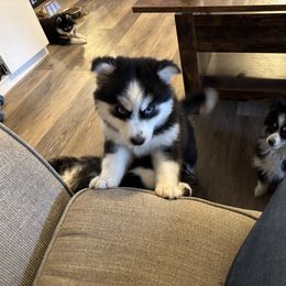 Pomeranian and Pomsky Puppies from Pom Pom Pomskies-TN