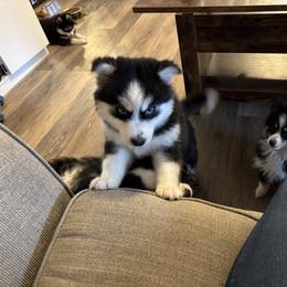 Pomeranian and Pomsky Puppies from Pom Pom Pomskies-TN