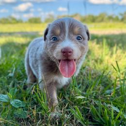 Pink - Dilute red female Australian Shepherd puppy in Iola, Texas from MK Aussies