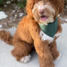 Australian Labradoodle and Labradoodle Puppies from Doodles_Ko