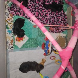 Yorkshire Terrier Puppies from Wendy's Yorkies