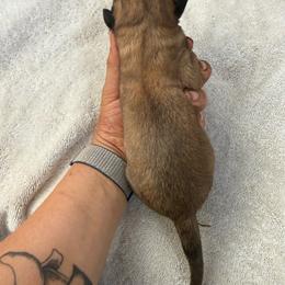 Judge - Fawn male Mastiff puppy in Layton, Utah from 2A Mastifs