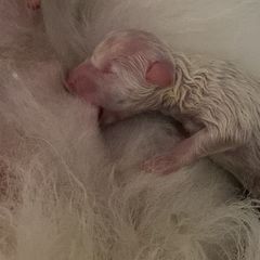 Boy 1 - White American Eskimo Dog puppy in Smyrna, Tennessee from Wintersun Eskies of Tennessee