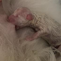 Boy 1 - White American Eskimo Dog puppy in Smyrna, Tennessee from Wintersun Eskies of Tennessee