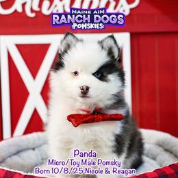 Panda - Black and white male Pomsky puppy in Humeston, Iowa from M.A.R. Dogs