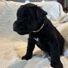 Fawkes - Black male Giant Schnauzer puppy in Noblesville, Indiana from Stratton House Kennels