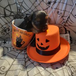 HEIRESS - Yorkshire Terrier puppy from Royalty Kennel