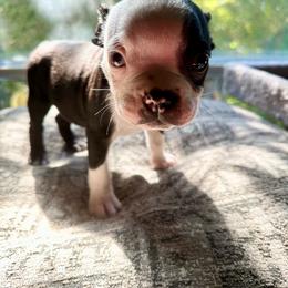 Boy two - Black brindle and white male Boston Terrier puppy in Georgia from KD’s K9 Oasis