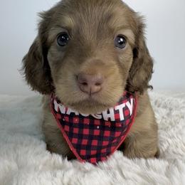 Dachshund Puppies from The Dach House