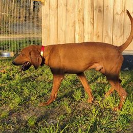 Tinker - American English Coonhound