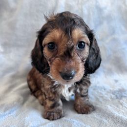 Comet - Red male Dachshund puppy in Ocala, Florida from Weenie Boops