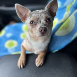 Uso - Chihuahua