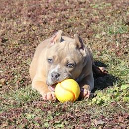 Haymakers' Miss Piggy - Fawn sable American Bully puppy in Dixon, Kentucky from Haymaker Bully Camp