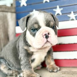 Bentley - Blue tri-color male Bulldog puppy in Ben Lomond, Arkansas from Miesha Carver's Bulldogs