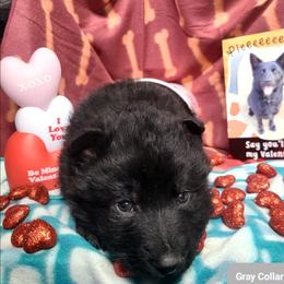 Gray Collar Male - Black male German Shepherd puppy in Cadet, Missouri from Working Valley Shepherds