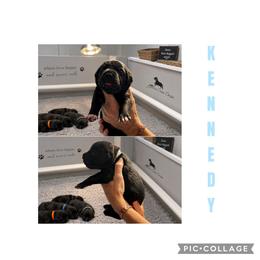 Boy 3 - Black male Cane Corso puppy in Scott County, Tennessee from Nuovo Inizi Kennels