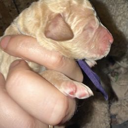 Purple Collar - Apricot male Goldendoodle puppy in Winchester, Tennessee from Mahaffey’s Doodles