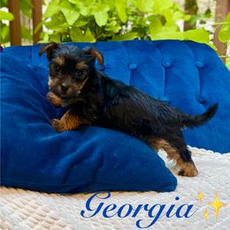Yorkshire Terrier Puppies from Celestial Family Terriers (Yooper Yorkies)