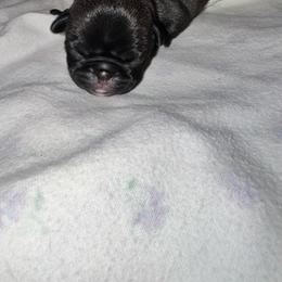 Ms. Burgundy - Black female Pug puppy in Arlington, Washington from Sweet Potato Pugs