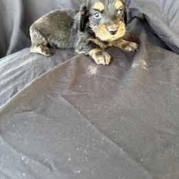 Black and cream - Black and cream male Dachshund puppy in Tonopah, Arizona from Brandie's Dachshunds