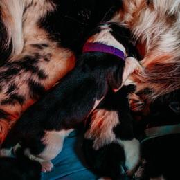 Newfoundland Puppies from Kinson Ridge Giants