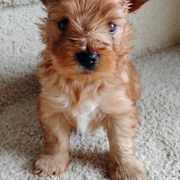Lucha (Russian Salon Dog) - Red sable male Havanese puppy in Kinston, North Carolina from Court Jester Havanese and Prissy Diva Russian Salon Dogs