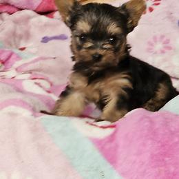 Pomeranian and Yorkshire Terrier Puppies from Pam Ackley