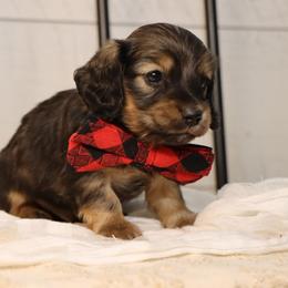 Dasher - Red male Dachshund puppy in Wakarusa, Indiana from PuppyLove Dachshunds