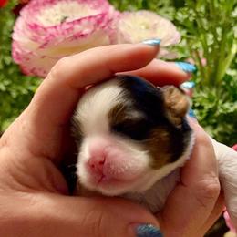 BamBam - Brindle and white male Cavatzu puppy in Saint Paul, Minnesota from Amy’s Puppy Tzu