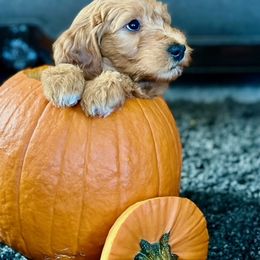 Goldendoodle Puppies from Celestial Doodles