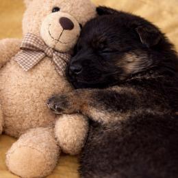 B-1 - Black and tan male German Shepherd puppy in Yuba City, California from Barton’s German Shepherds