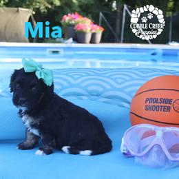 Mia - Phantom female Bernedoodle puppy in Heyworth, Illinois from Cobble Creek Puppies