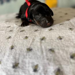 Red boy - Black and tan male Dachshund puppy in Turlock, California from Weenie Wonderland