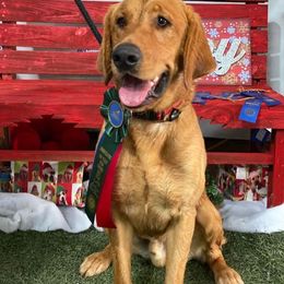 Dalmatian and Labrador Retriever Puppies from ECMO Farm Dalmatians & Labrador Retrievers