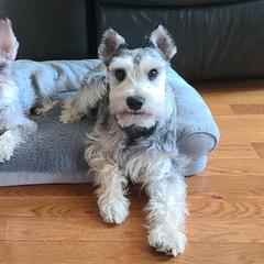 Miniature Schnauzers from Schnauzy Pawz
