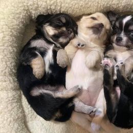 Chihuahua Puppies from XO Chihuahuas