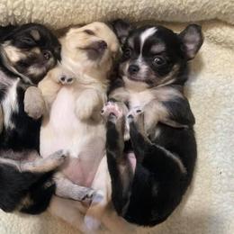 Chihuahua Puppies from XO Chihuahuas