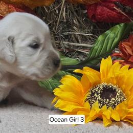 Ocean girl 3 - Light golden female Golden Retriever puppy in Niles, Michigan from Christiana Creek Goldens