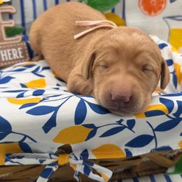 Pink - Yellow female Labrador Retriever puppy in Heath Springs, South Carolina from Rich Hill Retrievers