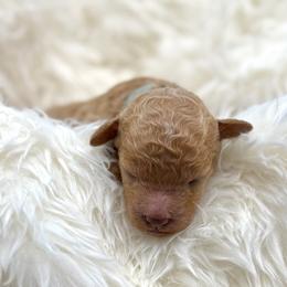 Branch - Cream male Goldendoodle puppy in Spokane, Washington from Goldendoodles on the Prairie