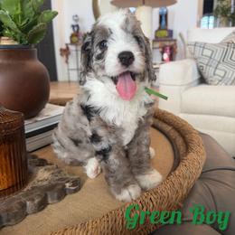 Green boy - Blue merle male Bernedoodle puppy in Modesto, California from Two Doods Doodles